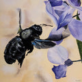 Carpenter Bee